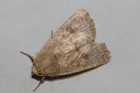 Hoplodrina octogenaria