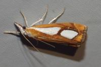 Catoptria pinella