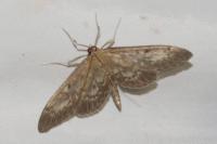 Anania lancealis