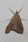 Mecyna asinalis