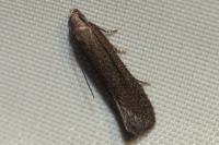Monochroa tenebrella