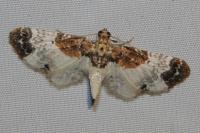 Eupithecia breviculata