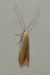 Coleophora
