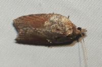 Acleris hastiana