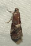 Acrobasis marmorea