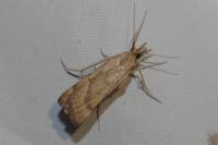 Synaphe punctalis