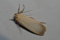 Katha depressa