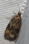Celypha lacunana