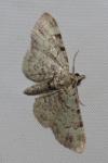Pasiphila rectangulata