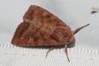 Lacanobia splendens