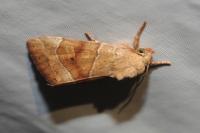 Cosmia trapezina