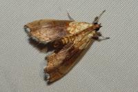 Agrotera nemoralis