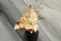 Macaria alternata