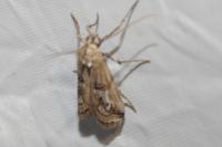 Pempelia genistella