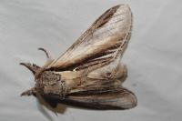 Pheosia tremula