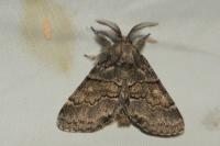 Gluphisia crenata