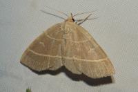 Trisateles emortualis