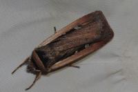 Ochropleura leucogaster