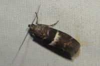 Elegia similella