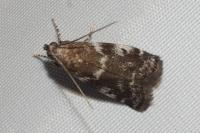 Assara terebrella