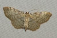 Idaea fuscovenosa