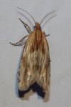 Eucosma cana