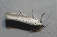 Yponomeuta rorrella