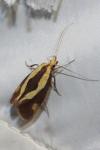 Harpella forficella