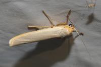 Eilema caniola