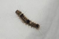 Wittia sororcula