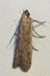 Phycitodes