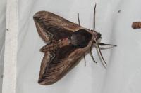 Sphinx ligustri