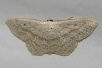 Scopula nigropunctata