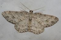 Ectropis crepuscularia