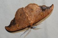 Sabra harpagula