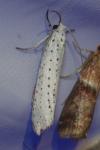 Yponomeuta evonymella