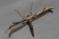 Oidaematophorus lithodactylus
