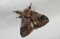 Notodonta tritophus