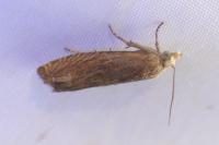 Lathronympha strigana