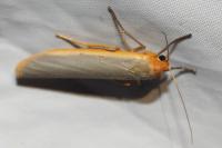 Manulea complana