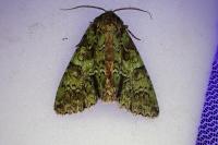 Polyphaenis sericata