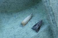Chrysoteuchia culmella