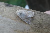 Cosmia trapezina