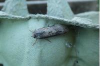 Agrotis ipsilon