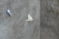 Rivula sericealis