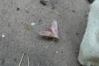 Endotricha flammealis