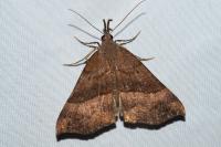 Hypena proboscidalis