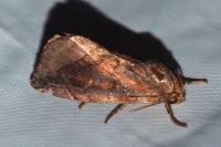 Cosmia pyralina