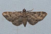 Gymnoscelis rufifasciata