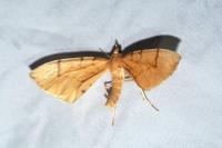 Gandaritis pyraliata